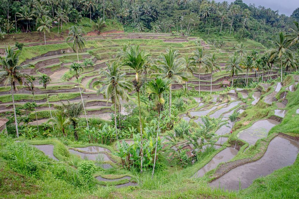 Tegallalang Rice Terraces: When to Go and What to Expect