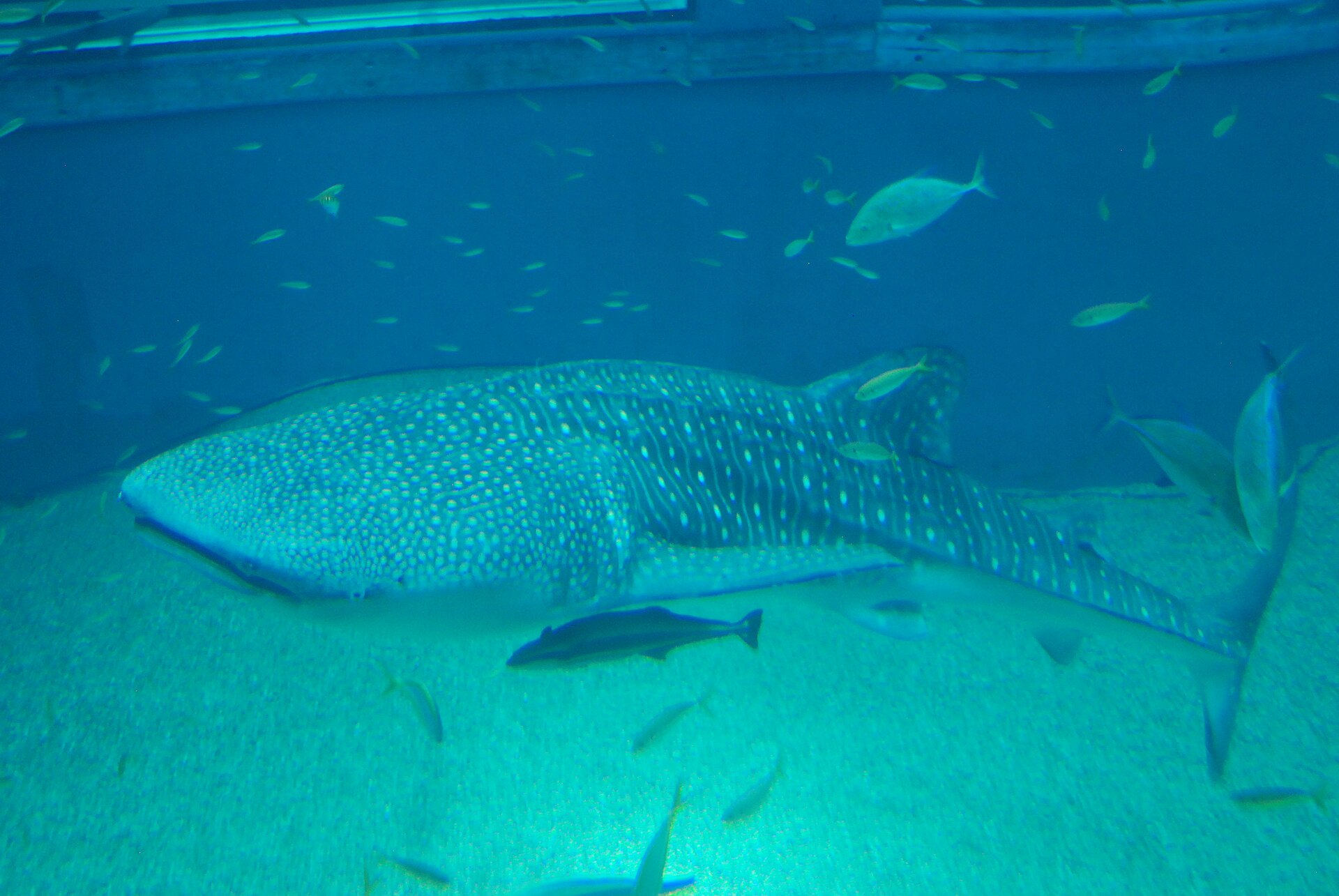 Osaka Aquarium Kaiyukan