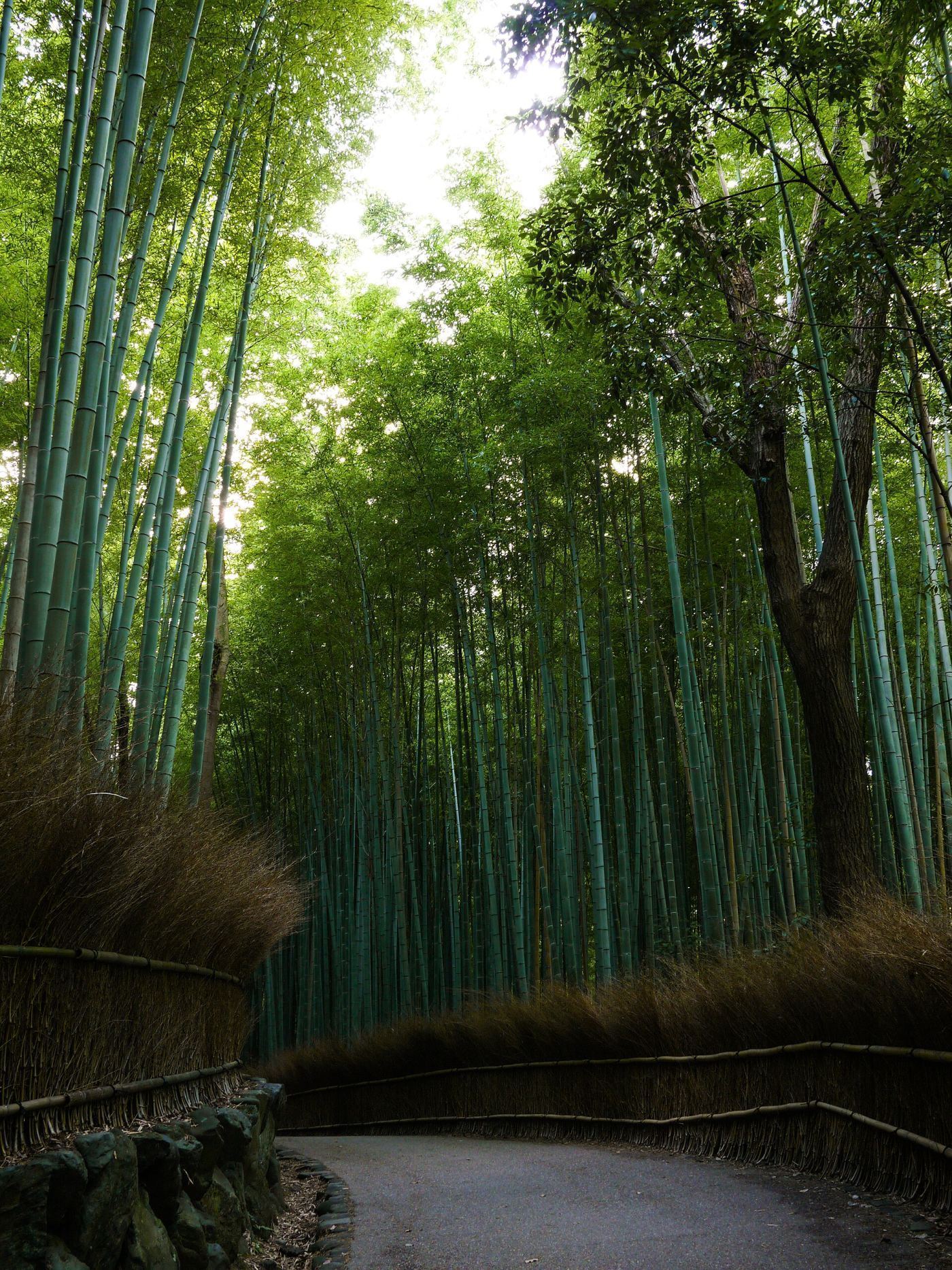 Bamboo grove path in Arashiyama, Kyoto