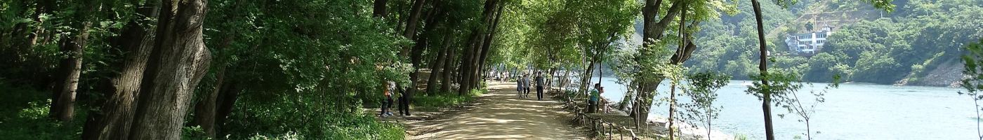 Day Trips from Seoul: Nami Island, the DMZ, and Beyond