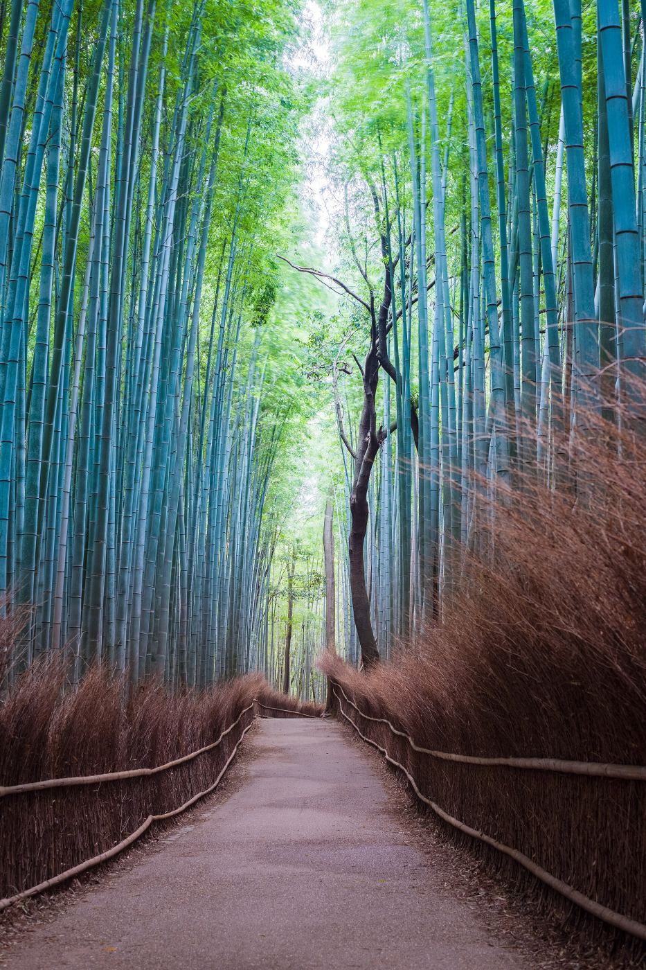 Sunlight filtering through the Arashiyama Bamboo Grove