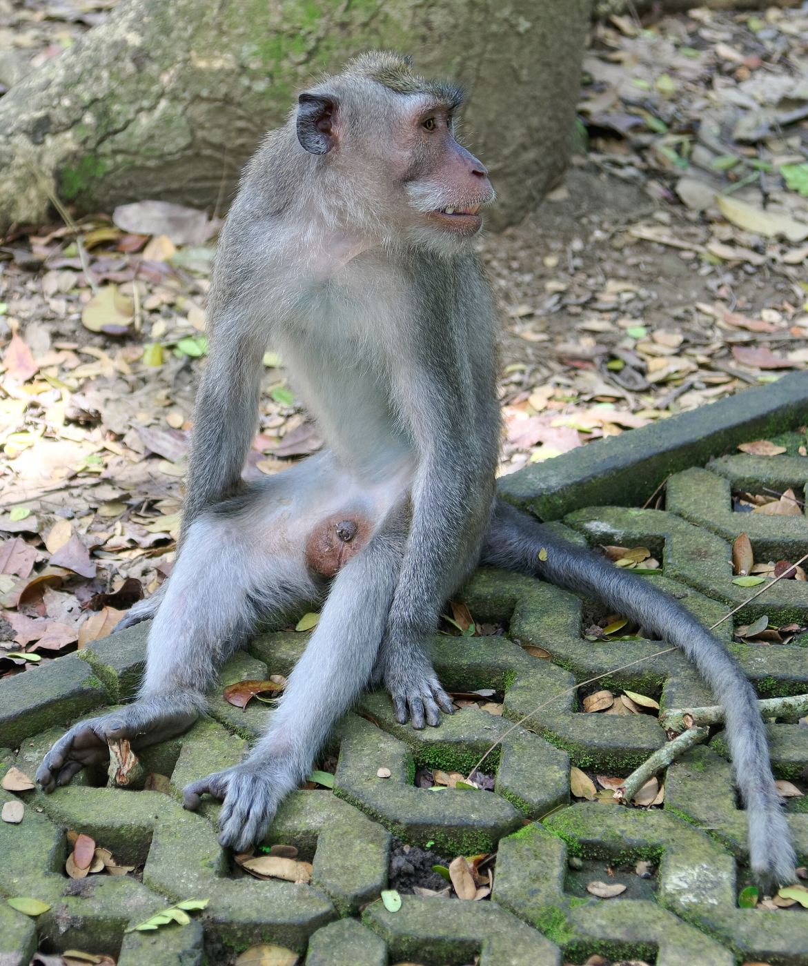 Long-tailed macaques in the Ubud Monkey Forest