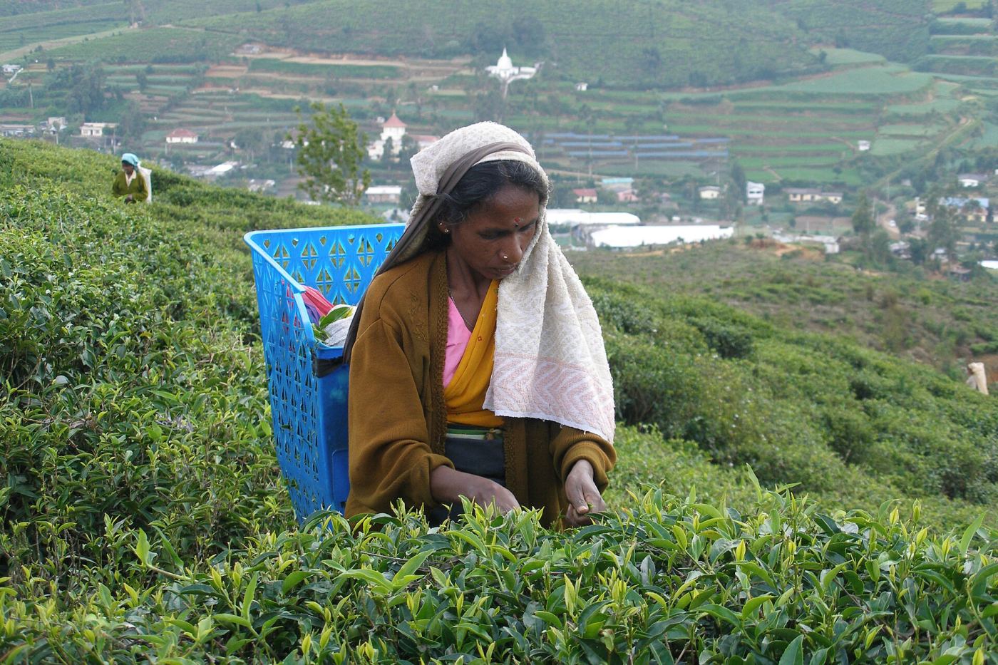 Tea pickers working in a Sri Lankan tea plantation