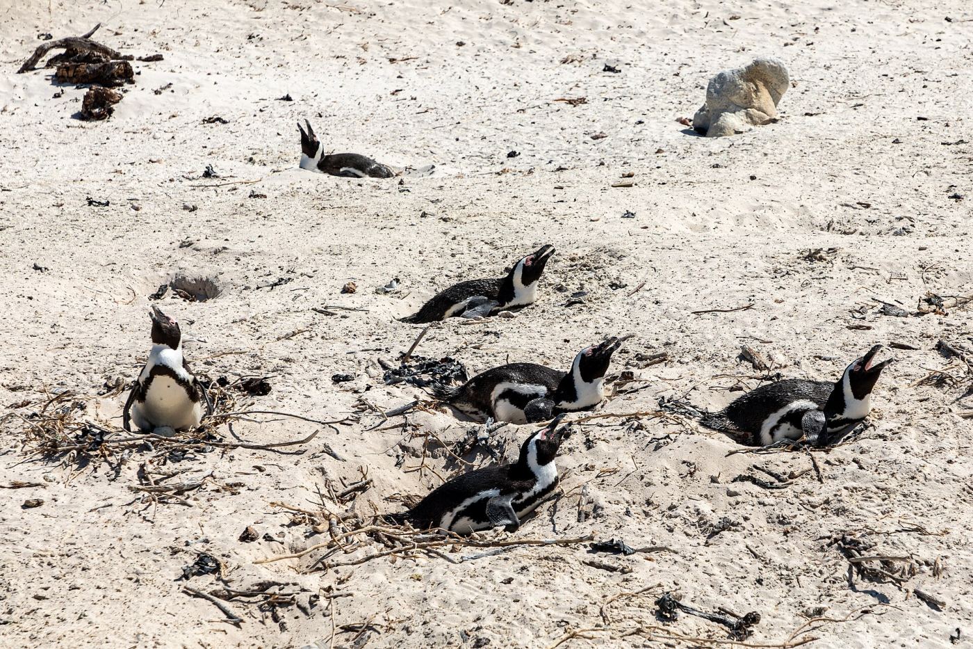 African penguins at Boulders Beach near Cape Town