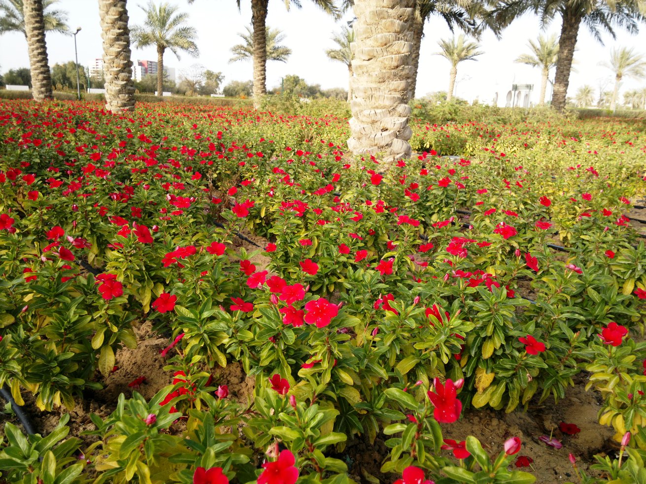The gardens and courtyard of the Sheikh Zayed Grand Mosque