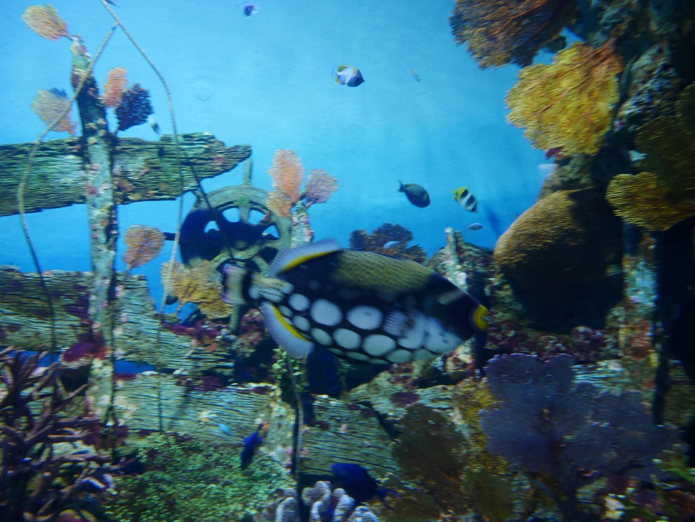 Tropical fish and coral inside the Sea Life Bangkok Ocean World aquarium tank