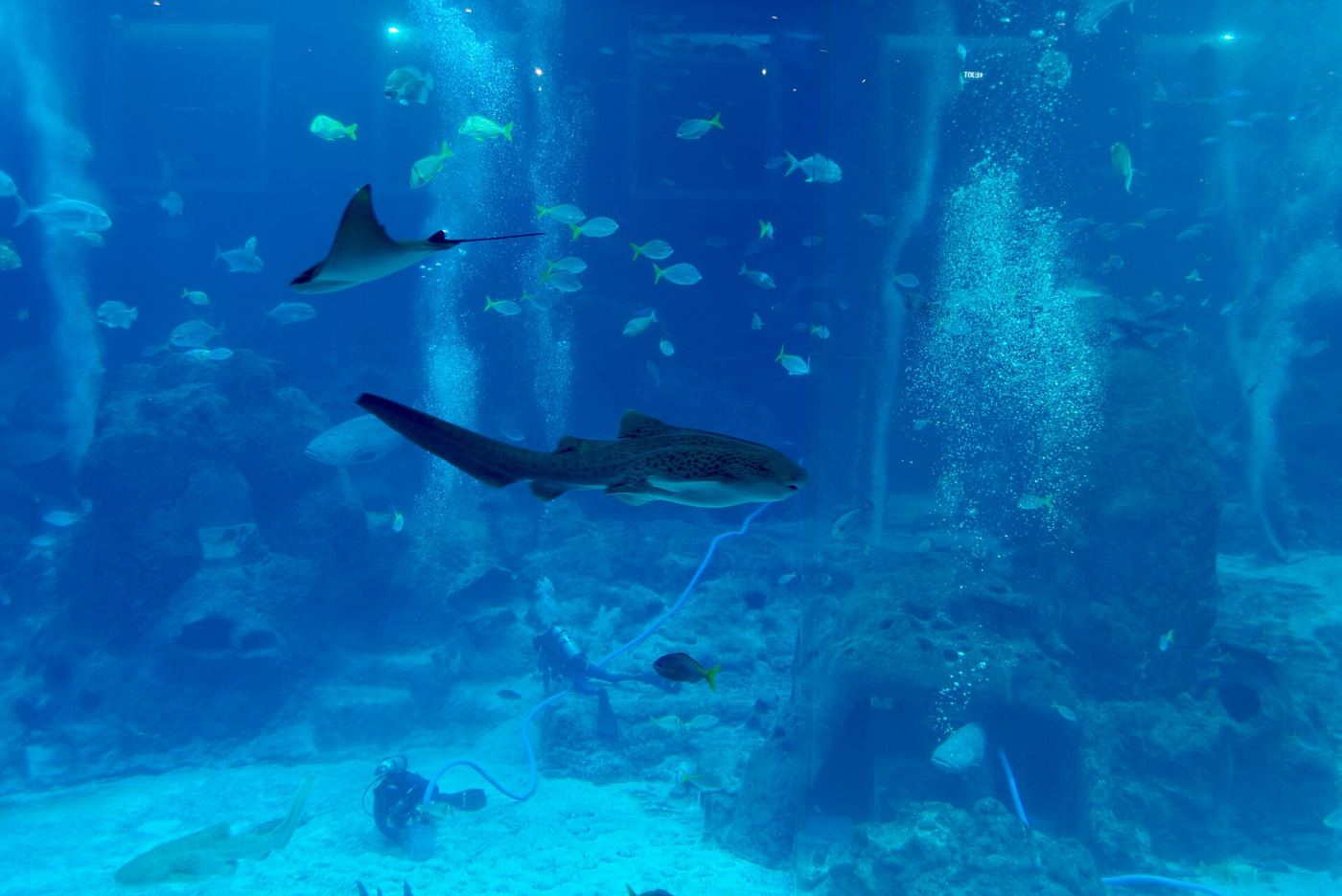 A stingray and shark swimming past divers in a large aquarium tank in Singapore