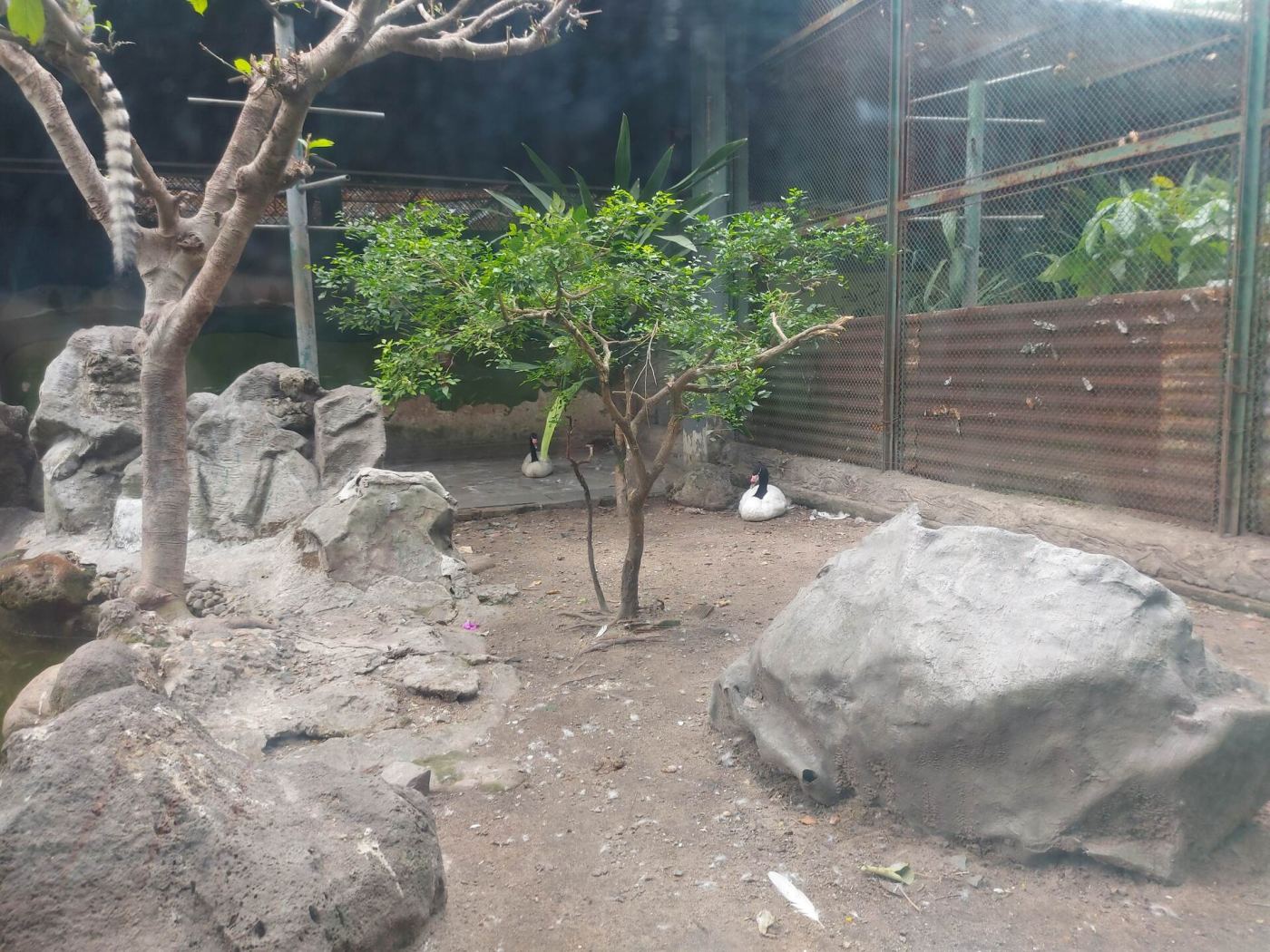 A garden habitat with birds and rock formations at Saigon Zoo and Botanical Gardens