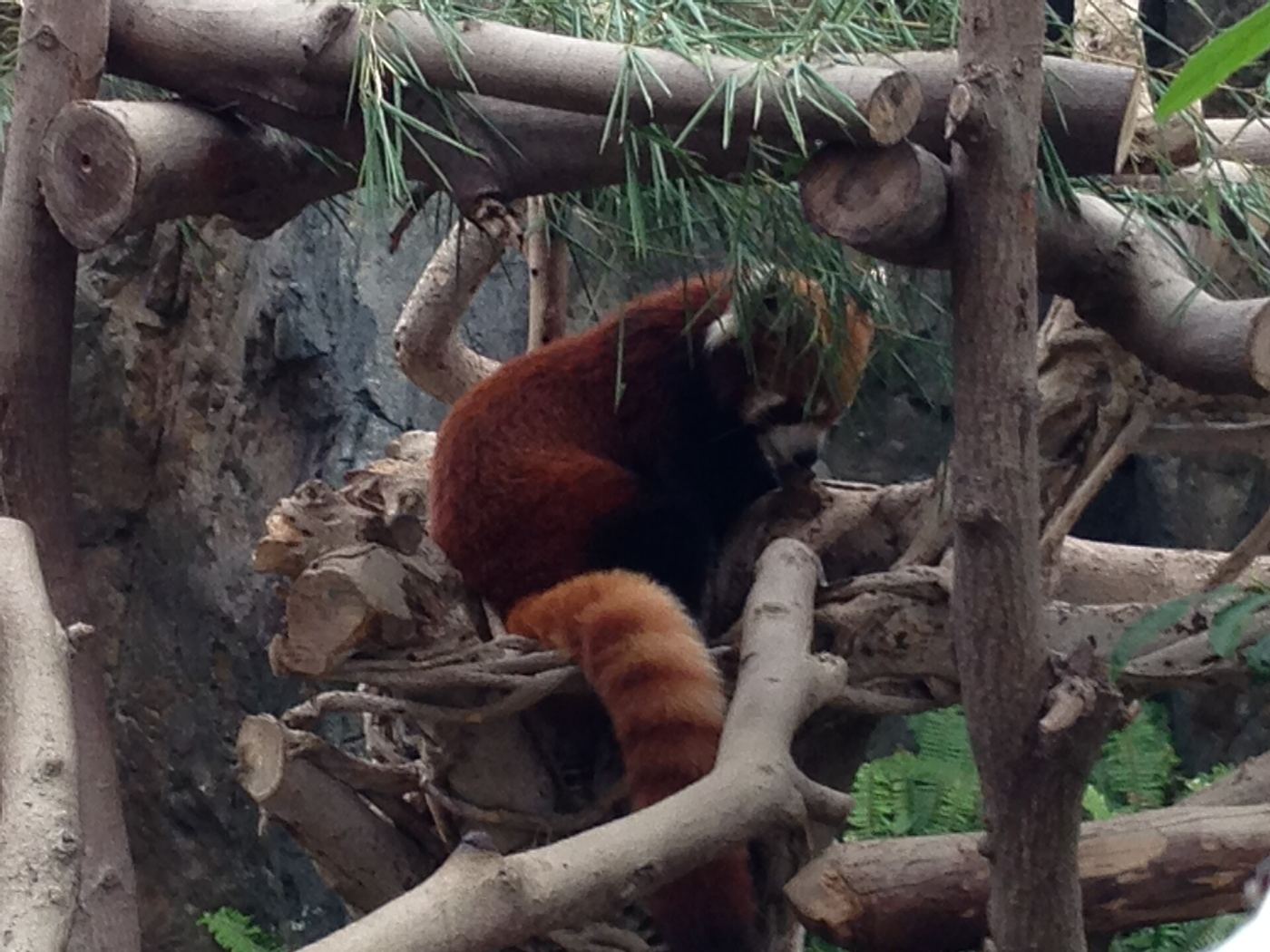 A red panda in a tree enclosure at Ocean Park Hong Kong