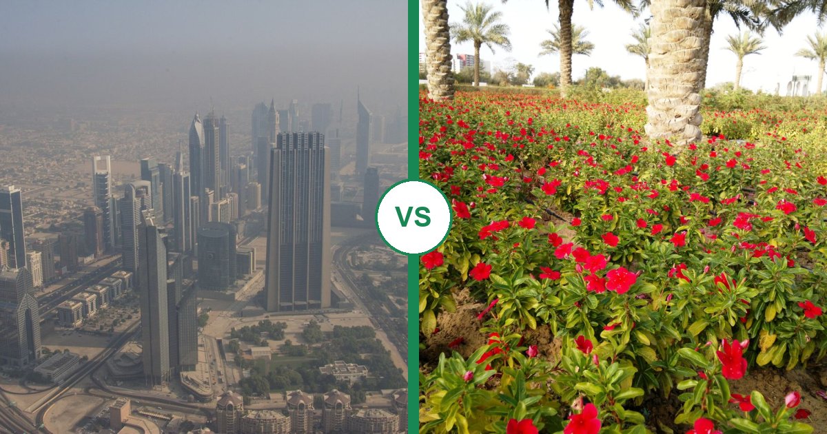 Dubai vs Abu Dhabi: Which Should You Visit First?